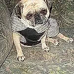 Princess is registered to the contest to win money with this photo: ancient_dog_breeds, art, bulldog, canidae, carnivore, companion_dog, dog, dog_breed, fawn, font, grass, illustration, painting, pug, snout, sporting_group, terrestrial_animal, toy_dog, working_animal, wrinkle