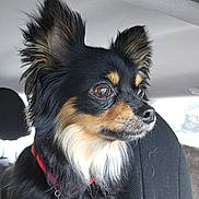 Kalyna a rejoint le concours — aidez-le/la à gagner de superbes lots ! animal, black_fur, brown_fur, canine, car_interior, chihuahua, close_up, collar, companion, dog, domestic_animal, ears, furry, indoor, looking_away, pet, portrait, seat, side_view, white_fur