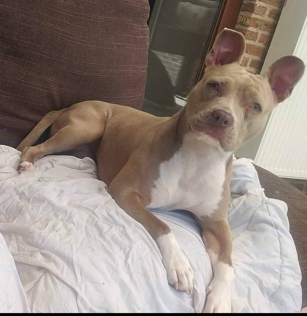 Myra a rejoint le concours — aidez-le/la à gagner de superbes lots ! bedding, canidae, carnivore, comfort, companion_dog, dog, dog_breed, ear, fawn, fur, linens, nap, non_sporting_group, paw, snout, sporting_group, toy_dog, whiskers, working_animal