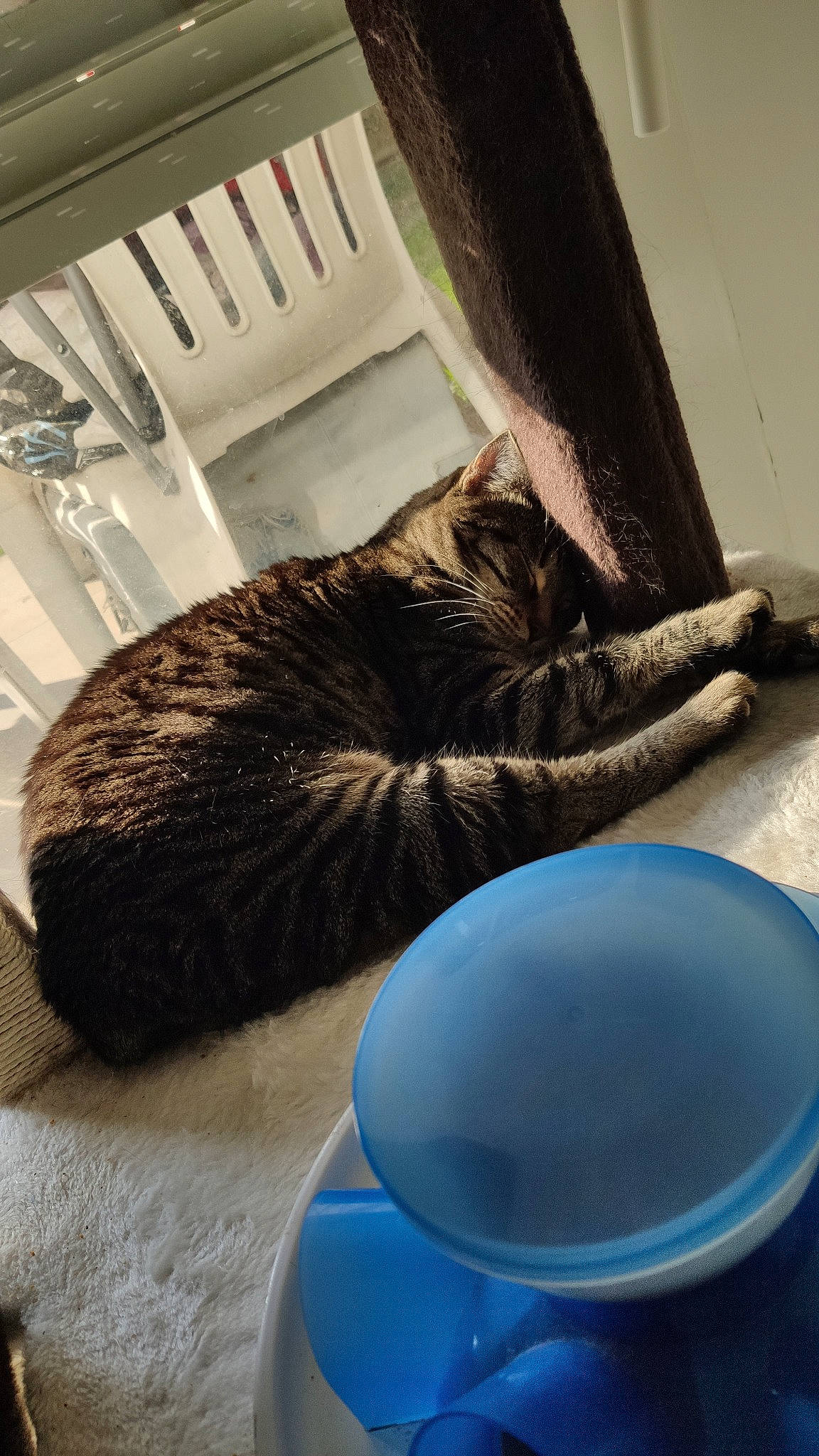 Diva a rejoint le concours — aidez-le/la à gagner de superbes lots ! carnivore, cat, domestic_short_haired_cat, dragon_li, european_shorthair, felidae, fur, small_to_medium_sized_cats, tabby_cat, tail, whiskers