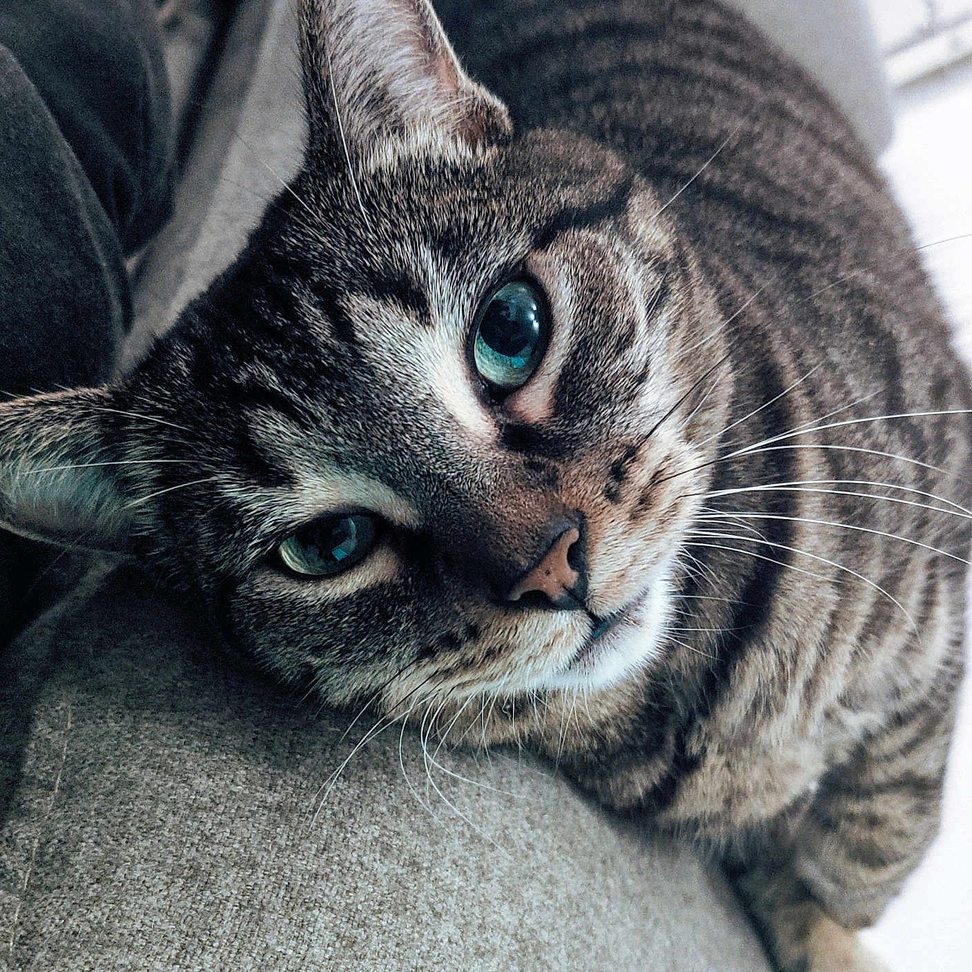 Diva