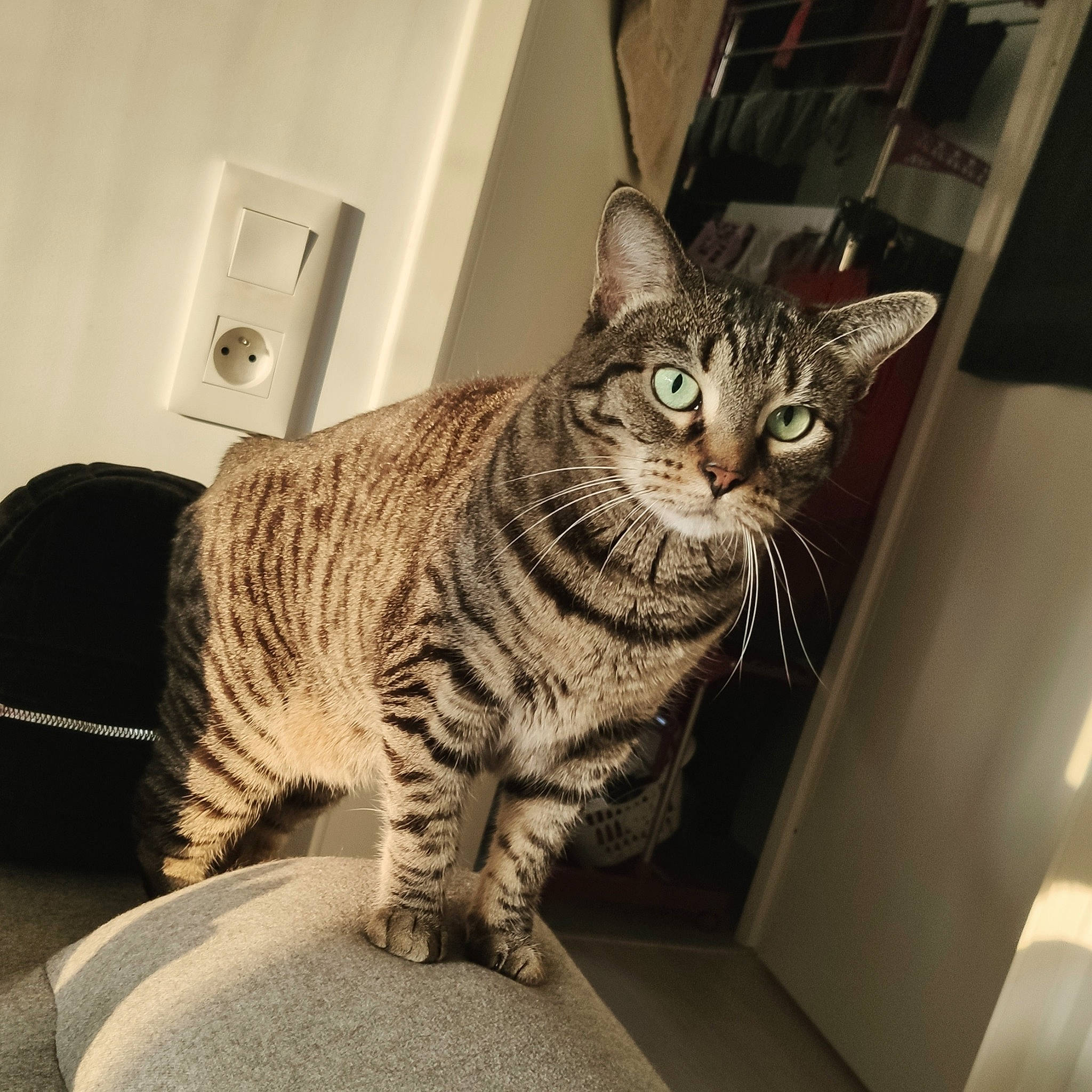 Diva participe au concours pour gagner de l'argent avec cette photo : american_shorthair, asian, bengal, california_spangled, carnivore, cat, domestic_short_haired_cat, dragon_li, egyptian_mau, european_shorthair, felidae, kitten, mammal, ocicat, pixie_bob, small_to_medium_sized_cats, snout, tabby_cat, toyger, whiskers
