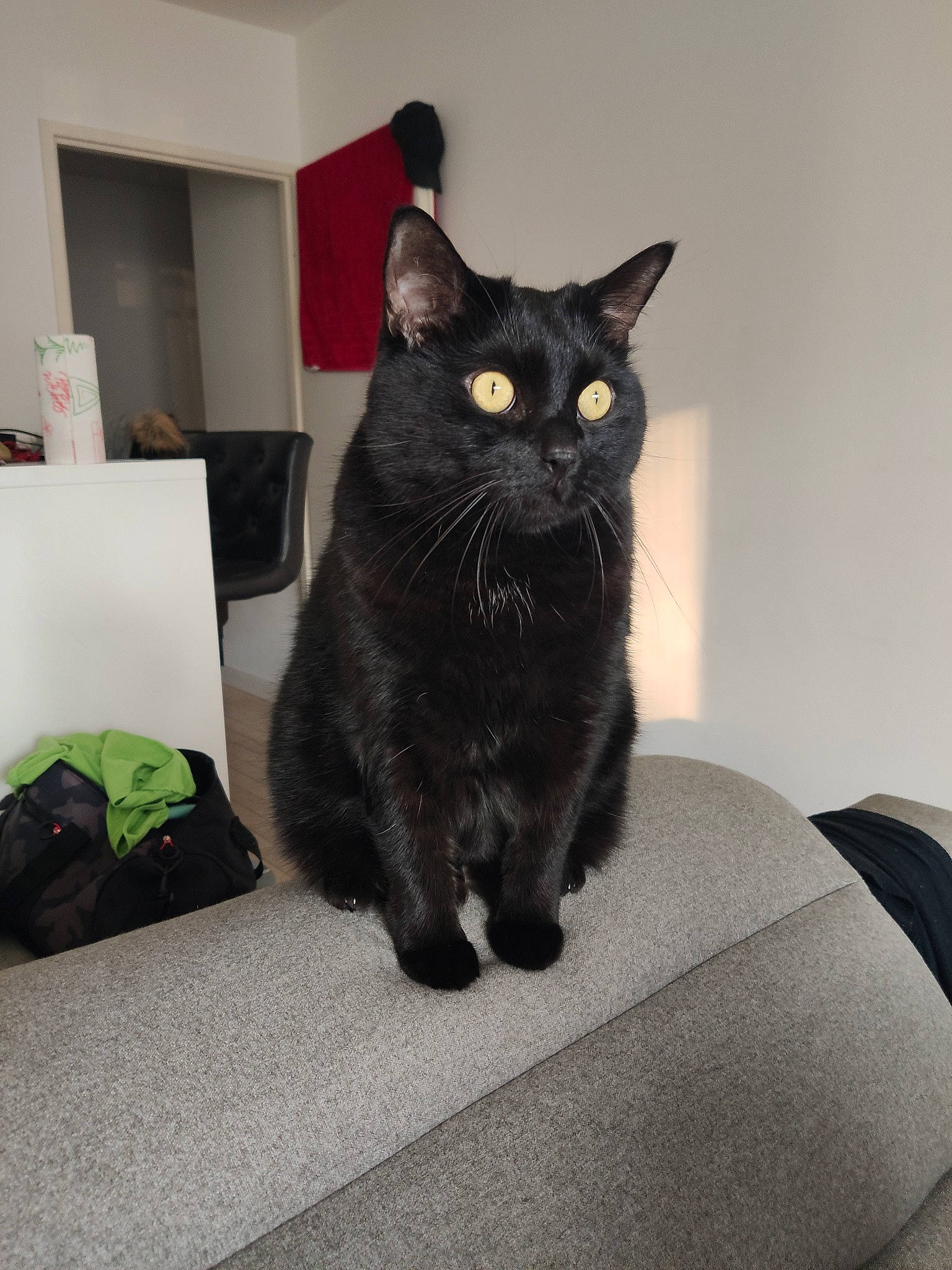 Twix a rejoint le concours — aidez-le/la à gagner de superbes lots ! asian, black, black_cat, bombay, carnivore, cat, domestic_short_haired_cat, european_shorthair, felidae, fur, mammal, small_to_medium_sized_cats, tail, whiskers