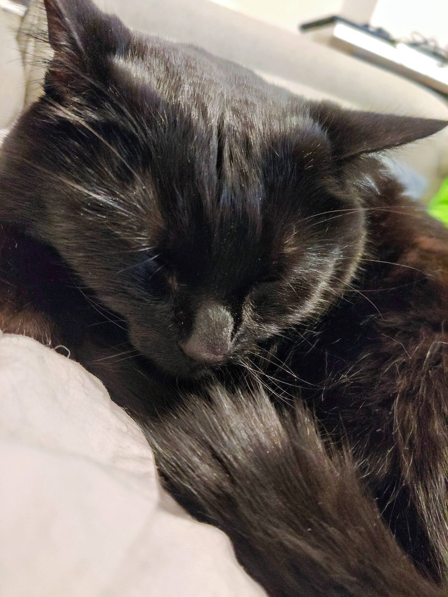 Twix a rejoint le concours — aidez-le/la à gagner de superbes lots ! black_cat, carnivore, cat, domestic_long_haired_cat, ear, felidae, fur, kitten, mammal, nap, nebelung, norwegian_forest_cat, small_to_medium_sized_cats, snout, tail, whiskers