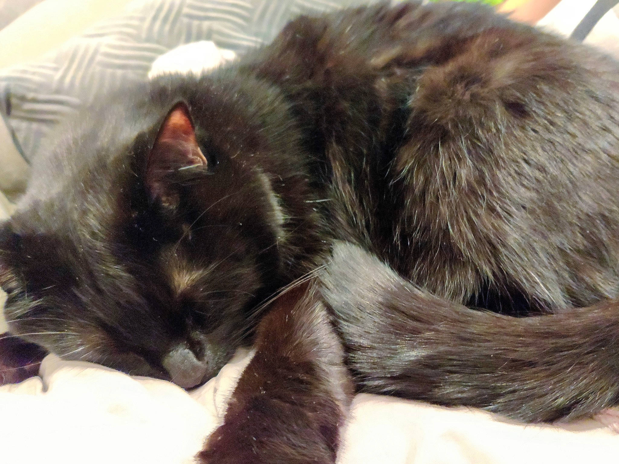 Twix a rejoint le concours — aidez-le/la à gagner de superbes lots ! black_cat, carnivore, cat, domestic_long_haired_cat, domestic_short_haired_cat, ear, felidae, fur, kitten, mammal, nap, nebelung, norwegian_forest_cat, oriental_longhair, small_to_medium_sized_cats, snout, tail, whiskers