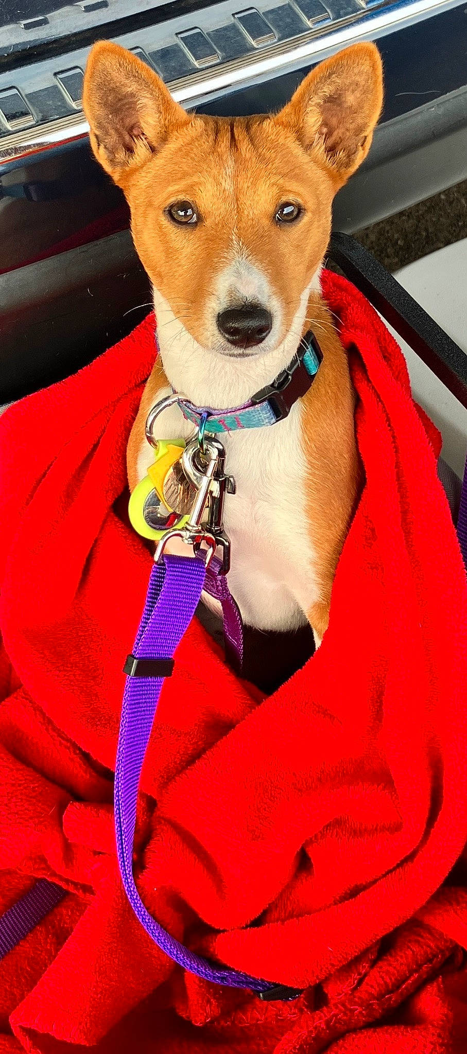 Luna is registered to the contest to win money with this photo: canidae, carnivore, collar, companion_dog, costume_hat, dog, dog_breed, dog_collar, dog_supply, electric_blue, fawn, fur, magenta, outerwear, pet_supply, sleeve, snout, sporting_group, whiskers, working_animal