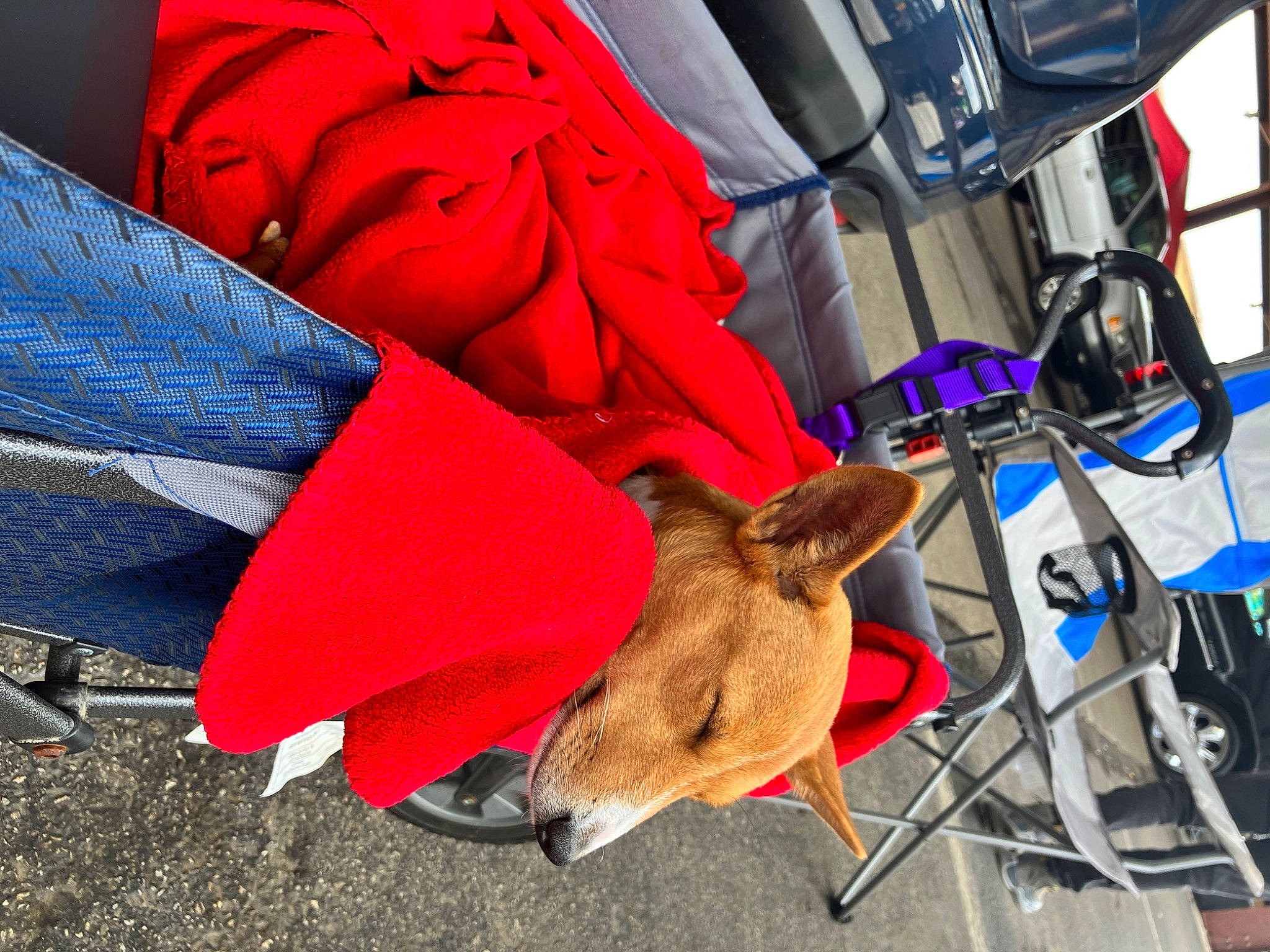 Luna is registered to the contest to win money with this photo: carmine, carnivore, dog, dog_breed, electric_blue, event, fashion_accessory, fawn, fun, fur, human_leg, magenta, public_event, working_animal