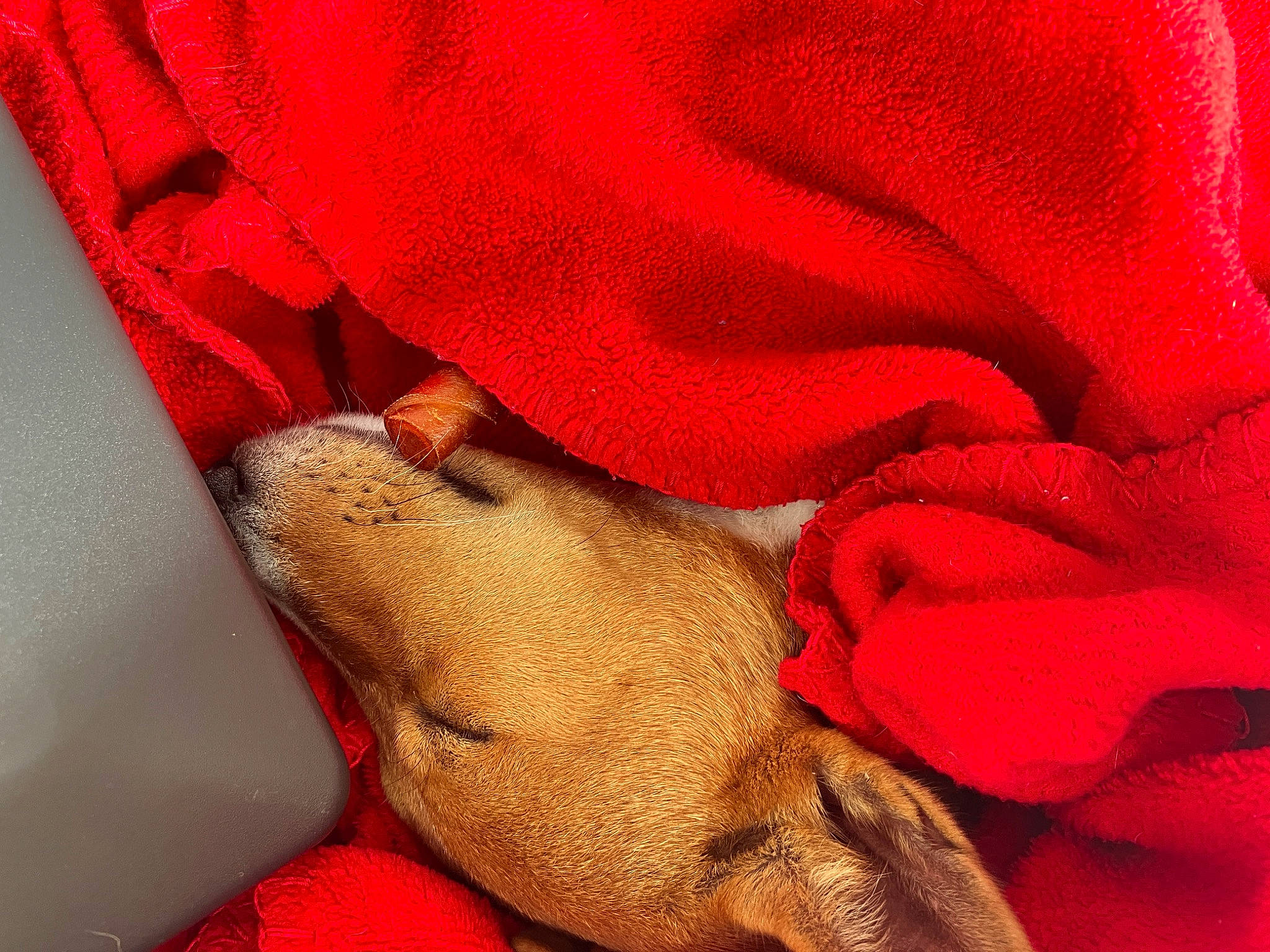 Luna joined the competition — help win amazing prizes! canidae, carmine, carnivore, comfort, companion_dog, dog, dog_breed, fawn, finger, foot, gesture, human_leg, magenta, nail, red, sleeve, snout, sporting_group, textile, wrist