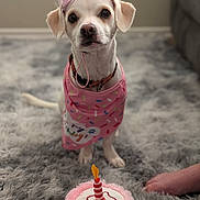 Jasmine is registered to the contest to win money with this photo: dog, birthday_hat, bandana, plush_toy, birthday_cake, candle, carpet, indoor, pet, cute, celebration, fluffy, white_dog, small_dog, collar, costume, festive, toy, sitting, portrait