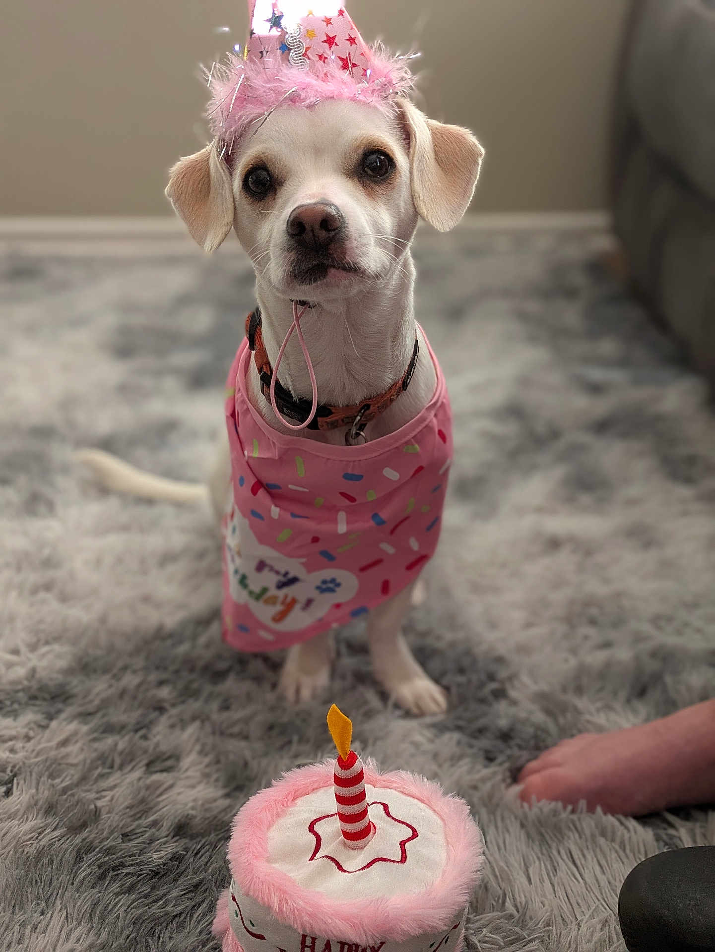 Jasmine is registered to the contest to win money with this photo: dog, birthday_hat, bandana, plush_toy, birthday_cake, candle, carpet, indoor, pet, cute, celebration, fluffy, white_dog, small_dog, collar, costume, festive, toy, sitting, portrait