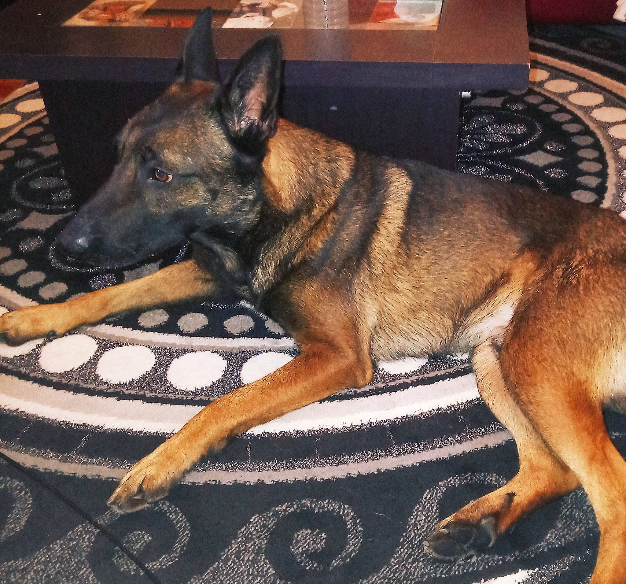 Tonnerre a rejoint le concours — aidez-le/la à gagner de superbes lots ! ancient_dog_breeds, canidae, carnivore, companion_dog, dog, dog_breed, east_european_shepherd, fawn, foot, fur, german_shepherd_dog, guard_dog, herding_dog, king_shepherd, old_german_shepherd_dog, paw, snout, sporting_group, working_animal, working_dog