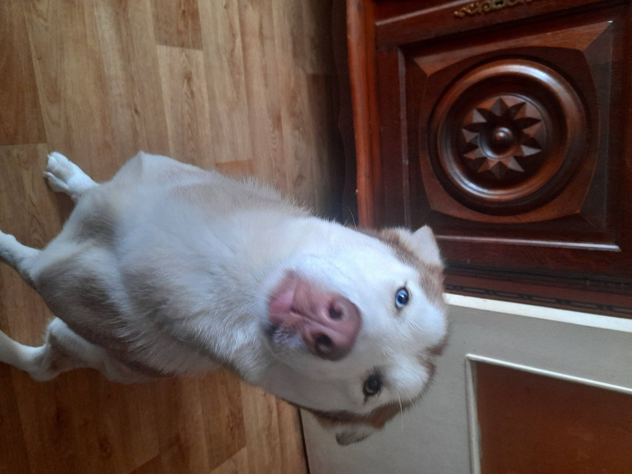 Saika participe au concours pour gagner de l'argent avec cette photo : canidae, carnivore, companion_dog, dog_breed, fawn, felidae, flooring, foot, fur, hardwood, non_sporting_group, snout, sporting_group, tail, terrestrial_animal, whiskers, wood