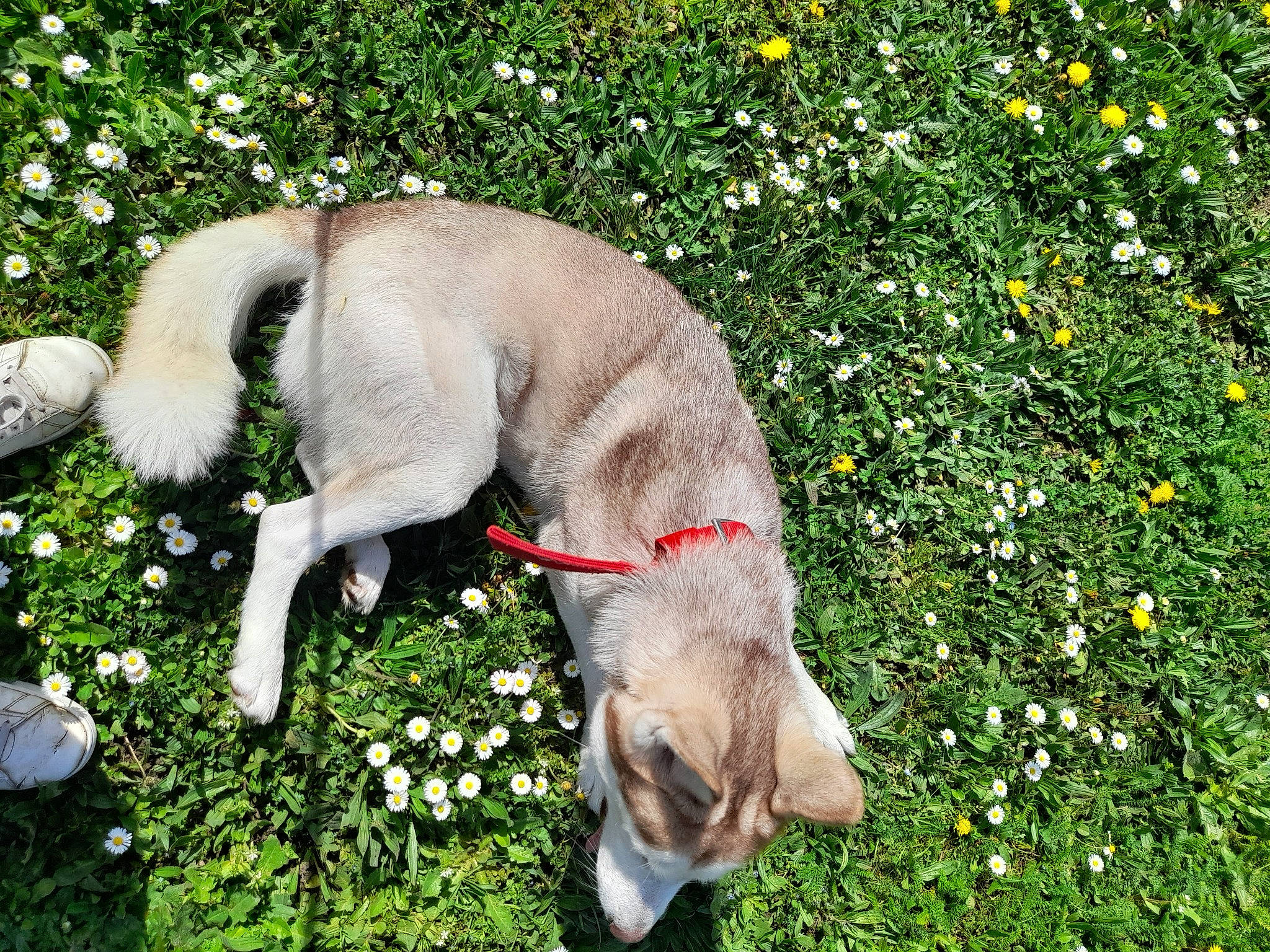 Saika participe au concours pour gagner de l'argent avec cette photo : carnivore, collar, companion_dog, dog, dog_breed, dog_collar, fawn, flower, grass, groundcover, gun_dog, lawn, leash, liver, pet_supply, plant, shrub, snout, tail, working_animal