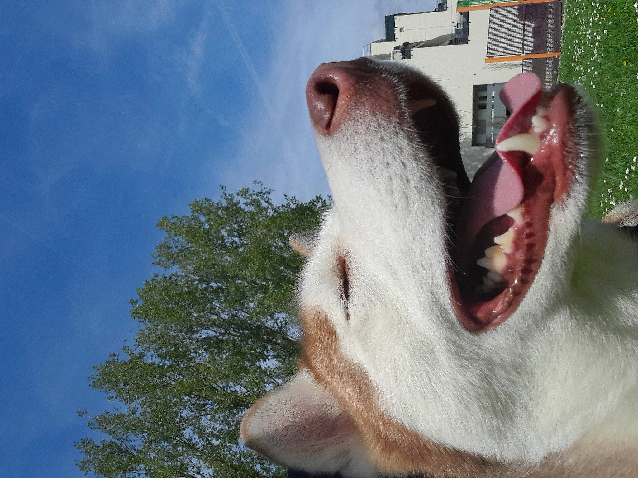 Saika participe au concours pour gagner de l'argent avec cette photo : canidae, carnivore, cloud, companion_dog, cumulus, dog, dog_breed, fang, fur, non_sporting_group, paw, sky, snout, sporting_group, tree, whiskers, working_animal, yawn