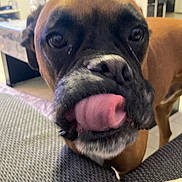 Pako a rejoint le concours — aidez-le/la à gagner de superbes lots ! dog, boxer, pet, tongue_out, close_up, nose, muzzle, brown_fur, black_muzzle, whiskers, indoor, living_room, couch, playful, curious, looking_at_camera, portrait, furniture, paw, slobber