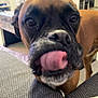 dog, boxer, pet, tongue_out, close_up, nose, muzzle, brown_fur, black_muzzle, whiskers, indoor, living_room, couch, playful, curious, looking_at_camera, portrait, furniture, paw, slobber