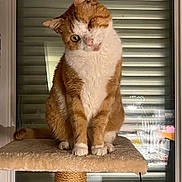 Caramel participe au concours pour gagner de l'argent avec cette photo : abyssinian, angora, animal, cat, curtain, hardwood, homedecor, indoors, interiordesign, kitten, manx, pet, plywood, shelf, siamese, stainedwood, window, windowshade, windowsill, wood