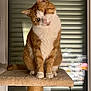abyssinian, angora, animal, cat, curtain, hardwood, homedecor, indoors, interiordesign, kitten, manx, pet, plywood, shelf, siamese, stainedwood, window, windowshade, windowsill, wood