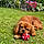 Athos