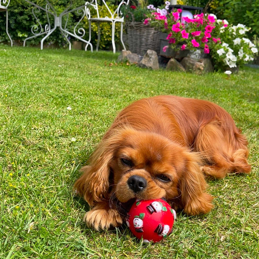 Athos