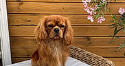 Athos a rejoint le concours — aidez-le/la à gagner de superbes lots ! animal, brown_dog, calm, closeup, cute, dog, fluffy, furniture, long_ears, natural_light, outdoor, pet, pink_flowers, plant, portrait, sitting, small_dog, white_cushion, wicker_chair, wooden_wall