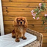 animal, brown_dog, calm, closeup, cute, dog, fluffy, furniture, long_ears, natural_light, outdoor, pet, pink_flowers, plant, portrait, sitting, small_dog, white_cushion, wicker_chair, wooden_wall
