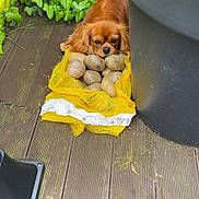 Athos participe au concours pour gagner de l'argent avec cette photo : animal, brown_dog, curious, cute, dog, floor, garden, green_plants, hidden, ivy, leafy, nature, outdoor, pet, plant_pot, potatoes, resting, small_dog, wooden_decking, yellow_mesh_bag