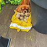 animal, brown_dog, curious, cute, dog, floor, garden, green_plants, hidden, ivy, leafy, nature, outdoor, pet, plant_pot, potatoes, resting, small_dog, wooden_decking, yellow_mesh_bag
