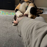 Noodles joined the competition — help win amazing prizes! cat, calico_cat, bite, hand, tattoo, paw, living_room, couch, television, wall_art, plant, floor, carpet, furniture, pet, playful, indoor, animal, collar, person