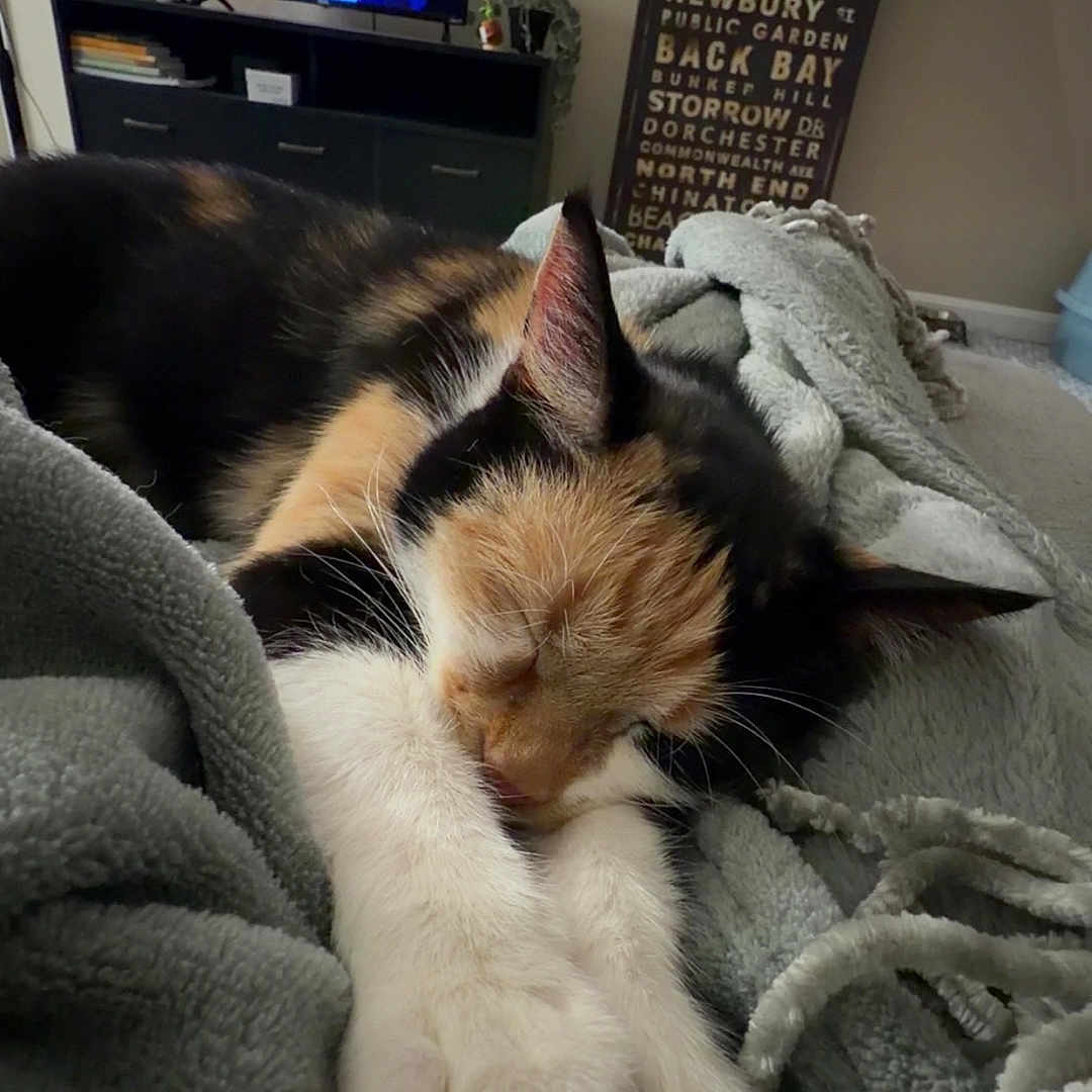 Noodles is registered to the contest to win money with this photo: cat, calico, sleeping, paws, blanket, indoor, cozy, furniture, television, screen, decor, sign, home, relaxation, soft, fur, resting, animal, pet, living_room