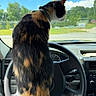 Noodles joined the competition — help win amazing prizes! cat, calico_cat, animal, pet, steering_wheel, car_interior, dashboard, window, outdoor, daytime, sky, trees, vehicle, fur, collar, curious, sitting, looking_out, sunny, transportation