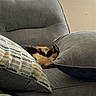 Noodles is registered to the contest to win money with this photo: cat, calico_cat, couch, pillows, window, indoor, sleeping, pet, furniture, cozy, home, resting, gray, calm, domestic_animal, animal, houseplant, living_room, relaxation, sunlight