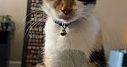 Noodles joined the competition — help win amazing prizes! cat, calico, pet, indoor, collar, bell, feline, animal, whiskers, fur, sitting, blanket, home, cozy, domestic, cute, portrait, mammal, relaxed, furniture