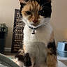 cat, calico, pet, indoor, collar, bell, feline, animal, whiskers, fur, sitting, blanket, home, cozy, domestic, cute, portrait, mammal, relaxed, furniture