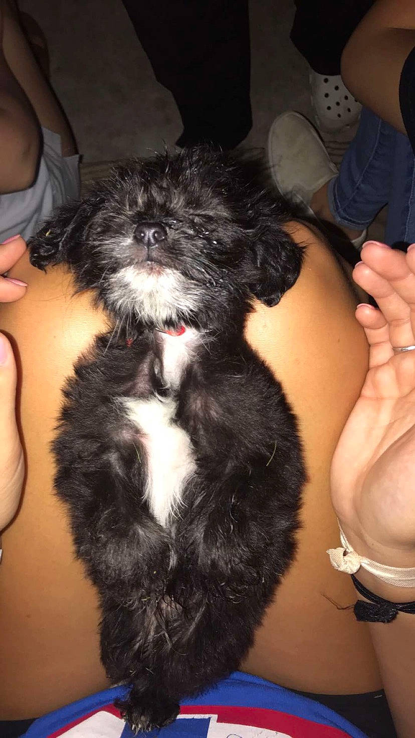 Dex is registered to the contest to win money with this photo: bolonka, canidae, carnivore, companion_dog, dog, dog_breed, fur, havanese, kyi_leo, maltepoo, mammal, miniature_poodle, non_sporting_group, puppy, schnoodle, shih_poo, shih_tzu, toy_poodle, vertebrate, yorkipoo