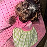 adorable, animal, blanket, clothing, cozy, cute, dog, domestic_animal, dress, fur, green, heart_pattern, indoors, looking_up, lying_down, pet, pink, puppy, small_dog, soft_texture