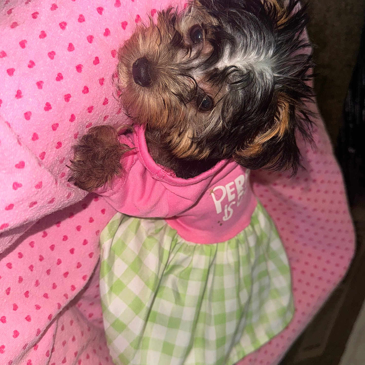 Olivia Monet is registered to the contest to win money with this photo: adorable, animal, blanket, clothing, cozy, cute, dog, domestic_animal, dress, fur, green, heart_pattern, indoors, looking_up, lying_down, pet, pink, puppy, small_dog, soft_texture