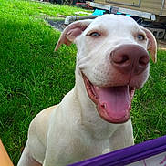 Stone is registered to the contest to win money with this photo: dog, white_dog, happy, smiling, grass, outdoor, close_up, pet, animal, tongue_out, nature, sunlight, playful, ears, nose, muzzle, blue_eyes, trailer, background, daylight