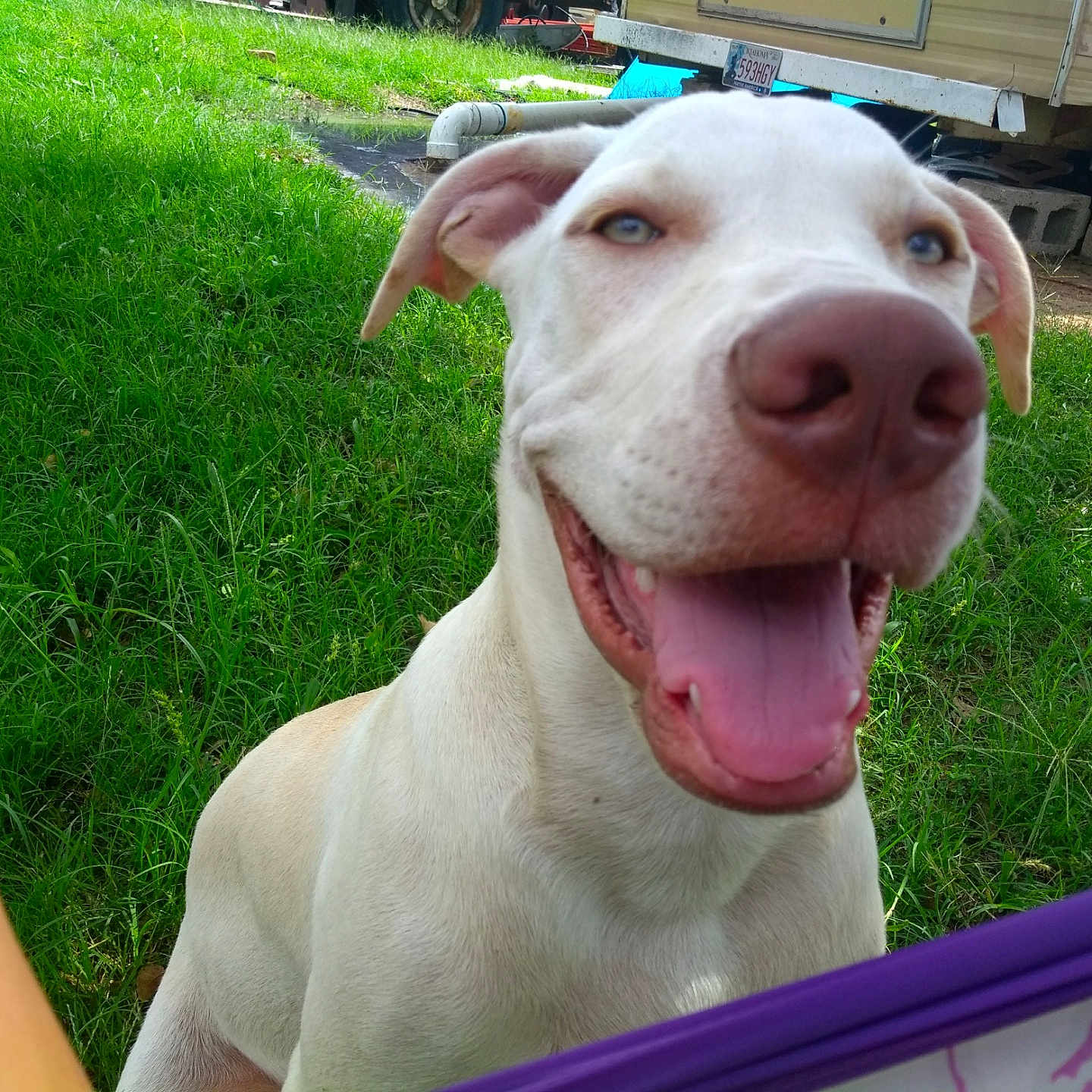 Stone is registered to the contest to win money with this photo: dog, white_dog, happy, smiling, grass, outdoor, close_up, pet, animal, tongue_out, nature, sunlight, playful, ears, nose, muzzle, blue_eyes, trailer, background, daylight