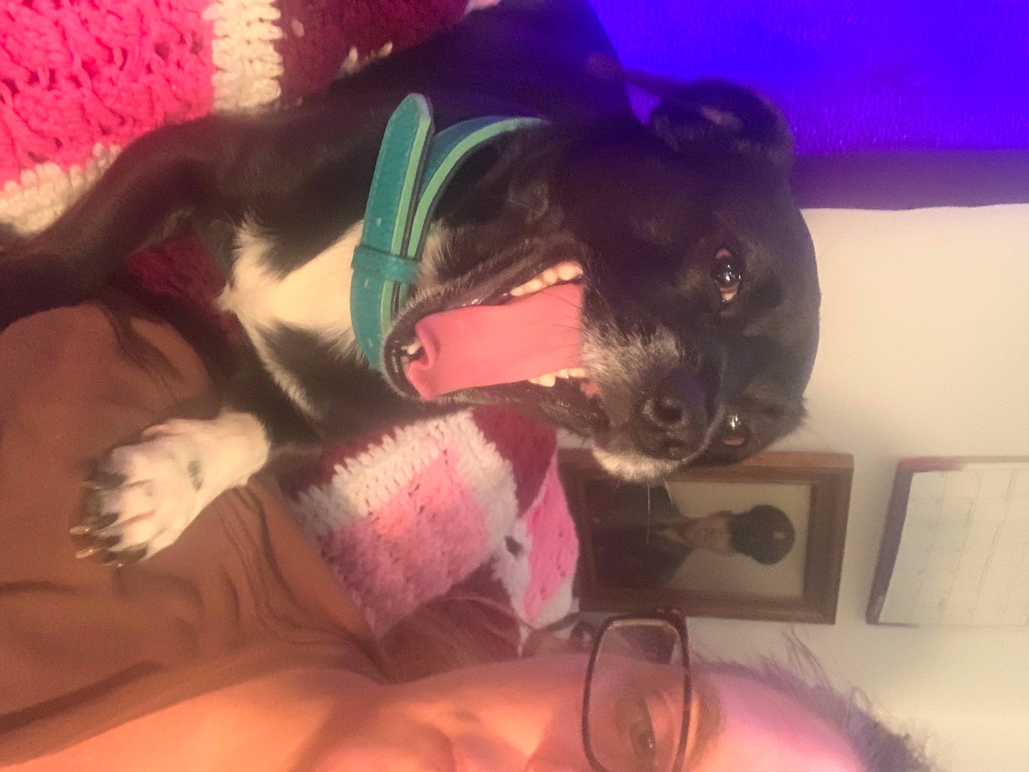 Axxall joined the competition — help win amazing prizes! canidae, carnivore, comfort, companion_dog, dog, dog_breed, ear, eyewear, fawn, fur, guard_dog, magenta, personal_protective_equipment, pink, purple, snout, sporting_group, tableware, tail, whiskers