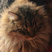 Odette participe au concours pour gagner de l'argent avec cette photo : cat, fluffy, long_hair, pet, animal, feline, whiskers, ears, face, closeup, fur, indoor, soft_light, couch, blanket, relaxed, cute, mammal, domestic, portrait