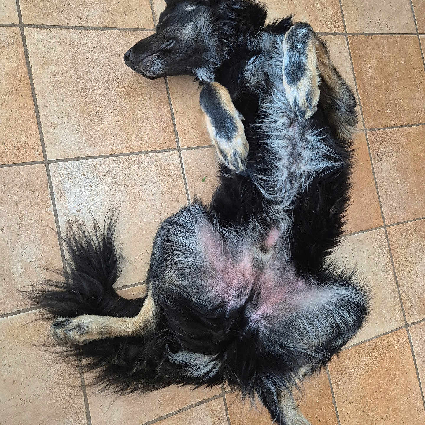 Tacos participe au concours pour gagner de l'argent avec cette photo : accessories, afghanhound, animal, ball, canine, cockerspaniel, collie, dog, flagstone, germanshepherd, hound, husky, path, pet, puppy, slate, strap, tile, walkway, wood