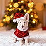 puppy, dog, christmas_tree, santa_hat, santa_costume, holiday, snow, festive, cute, white_fur, blue_eyes, decorations, bokeh, indoors, seasonal, pet, celebration, costume, fur, adorable