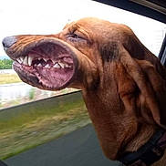 Lake joined the competition — help win amazing prizes! animal, brown_dog, canine, car, collar, dog, expression, funny, motion_blur, mouth, outdoor, pet, road, road_trip, side_view, teeth, travel, vehicle, wind, window