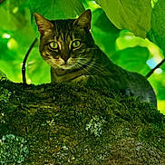Lune is registered to the contest to win money with this photo: alert, animal, branch, cat, closeup, daylight, eyes, feline, forest, fur, green_leaves, mammal, moss, nature, outdoor, portrait, tabby_cat, tree, whiskers, wildlife