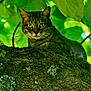 alert, animal, branch, cat, closeup, daylight, eyes, feline, forest, fur, green_leaves, mammal, moss, nature, outdoor, portrait, tabby_cat, tree, whiskers, wildlife