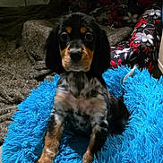 Alizée a rejoint le concours — aidez-le/la à gagner de superbes lots ! dog, puppy, pet, sitting, blue_bed, fluffy_bed, fur, big_eyes, portrait, indoor, blanket, patterned_pillow, looking_at_camera, black_and_tan, spotted_coat, small_breed, cute, close_up, nose, ears