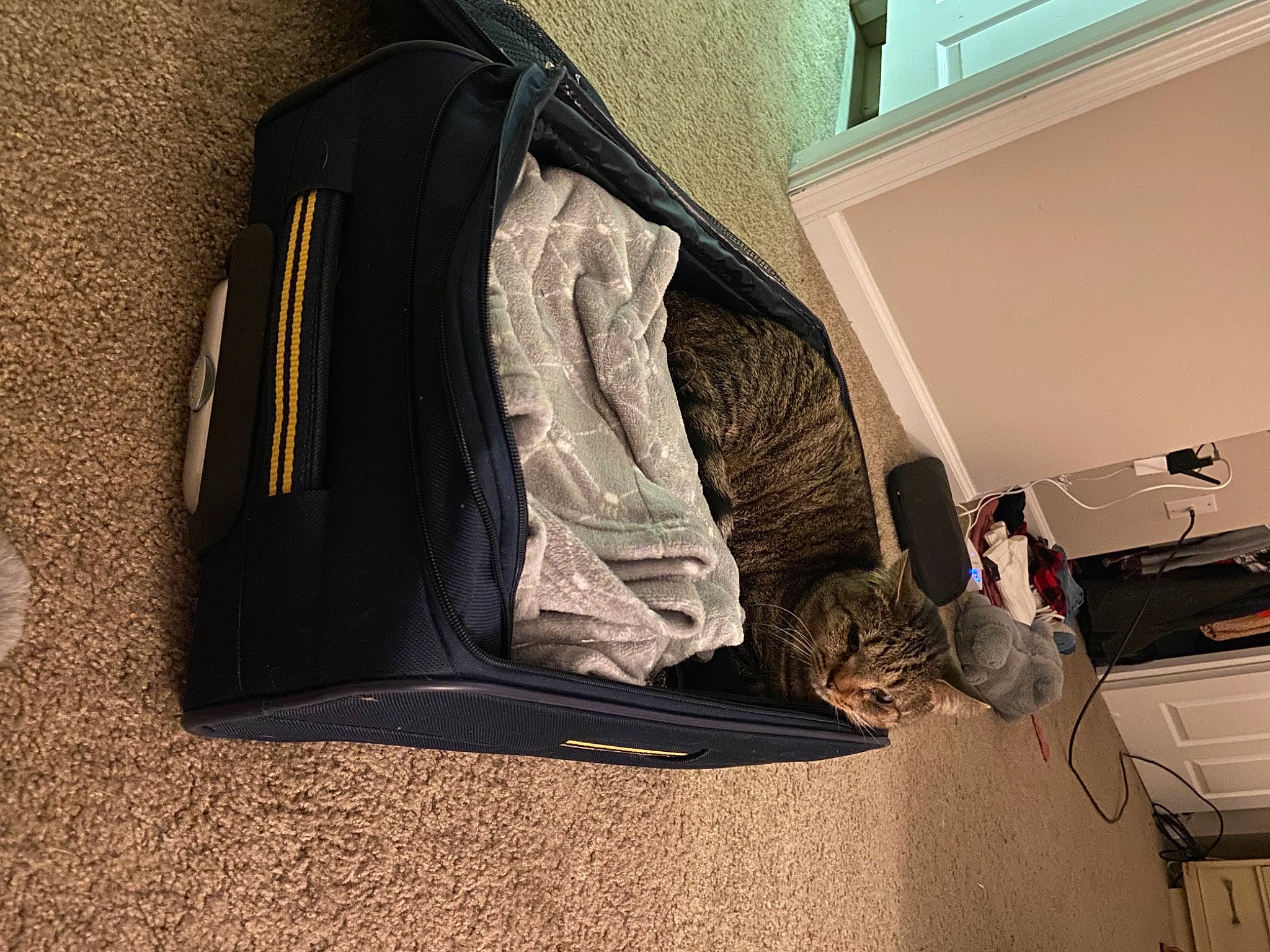 Churro is registered to the contest to win money with this photo: automotive_design, automotive_exterior, automotive_tire, bag, comfort, couch, floor, flooring, grey, hardwood, house, jacket, linens, luggage_and_bags, musical_instrument, tints_and_shades, tree, vehicle_door, window, wood