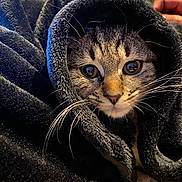 Tokyo participe au concours pour gagner de l'argent avec cette photo : animal, blanket, cat, closeup, cozy, curious, cute, eyes, face, fleece, fur, indoor, paw, pet, portrait, relaxed, snug, soft, tabby, whiskers