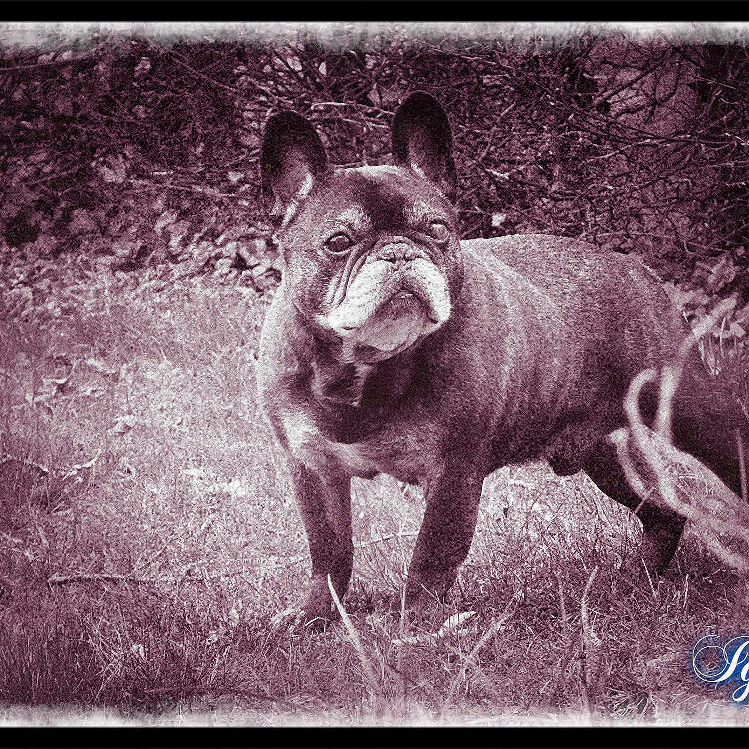 Igor